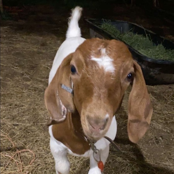 Meet your Posher, Kylie - Picture 1 of 1